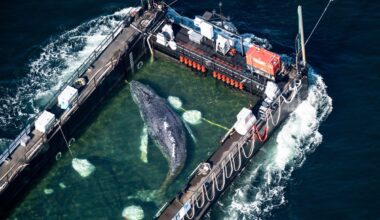 Timmy, Germany’s humpback whale, likely lived for only five days after controversial rescue effort