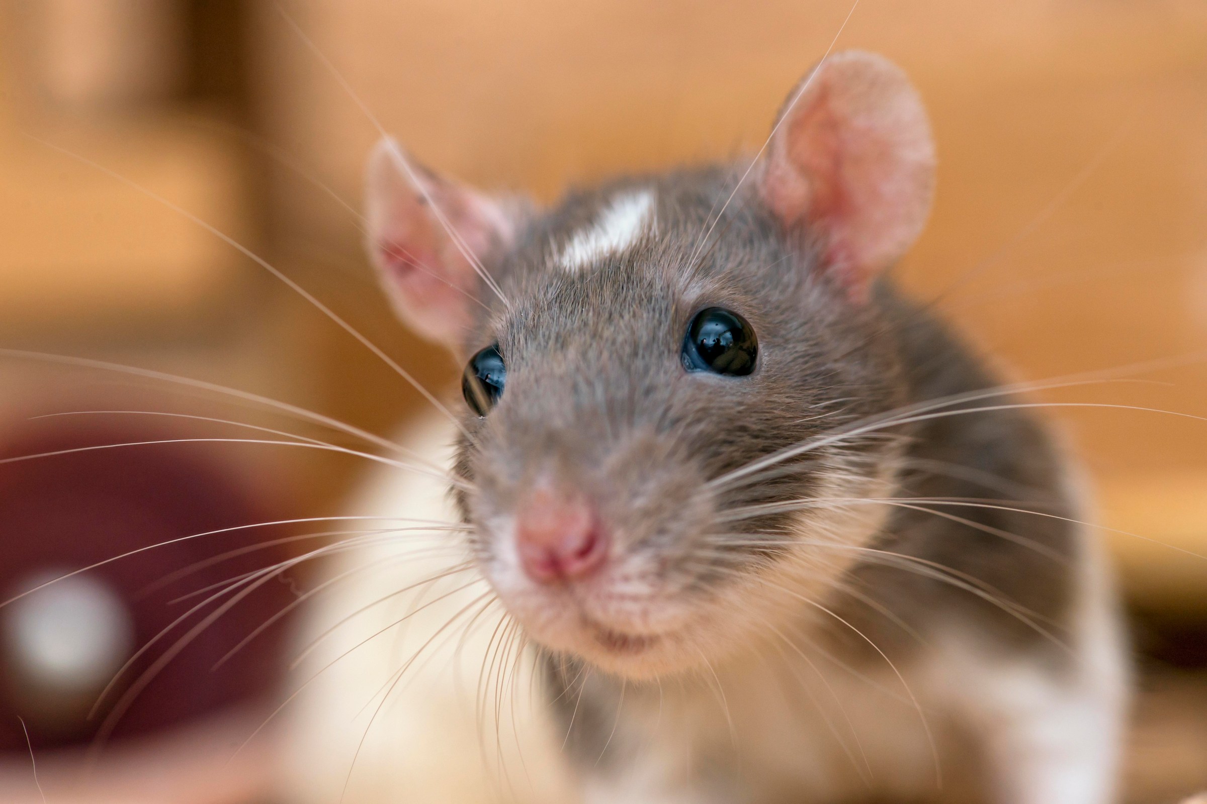 A close-up of a pet rat.