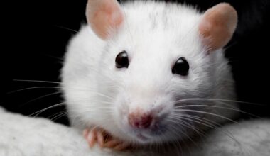 Inside the massive mouse factory farms that feed America’s pet snakes