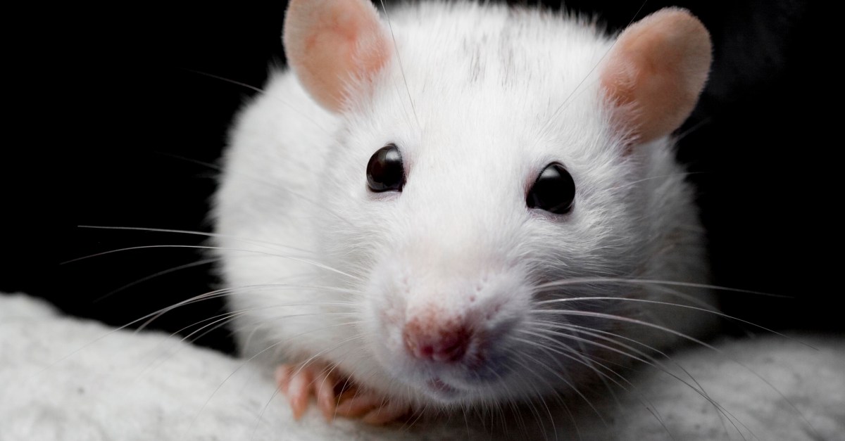 Inside the massive mouse factory farms that feed America’s pet snakes
