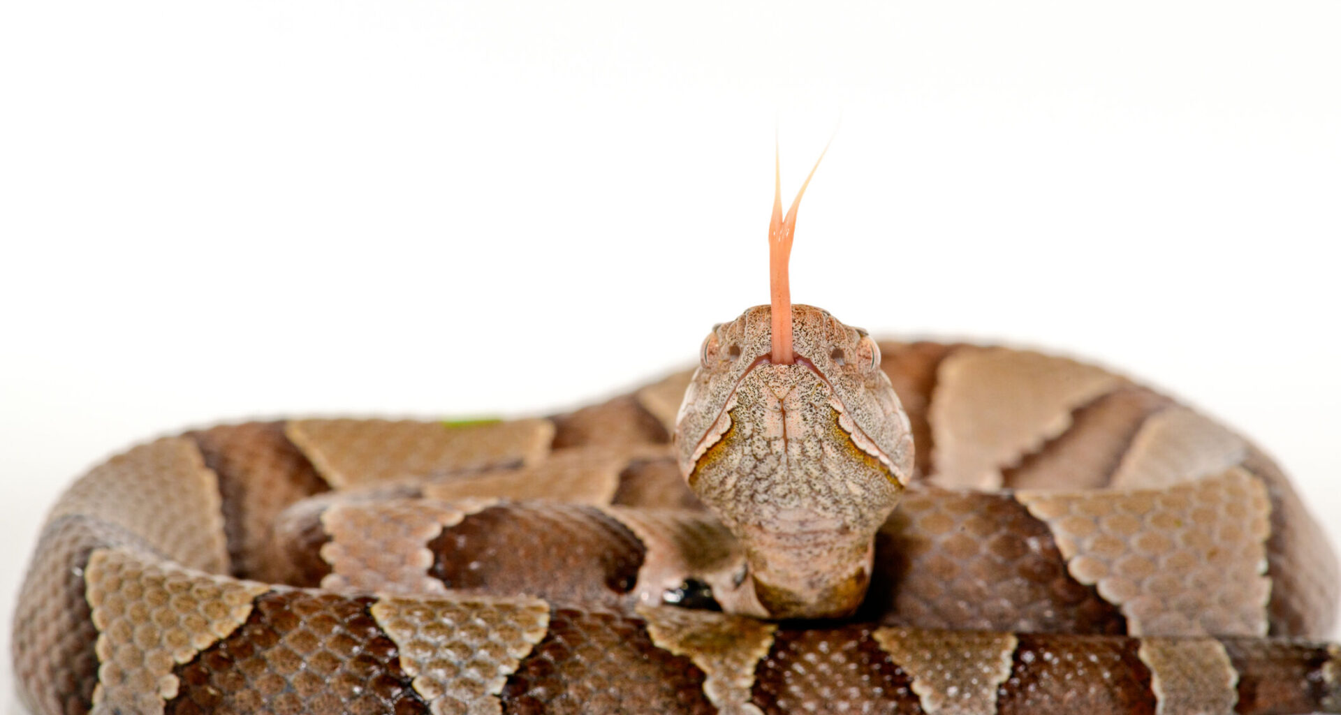 Copperhead snakes, a common summer sighting, are popping up in the DC area earlier