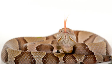 Copperhead snakes, a common summer sighting, are popping up in the DC area earlier