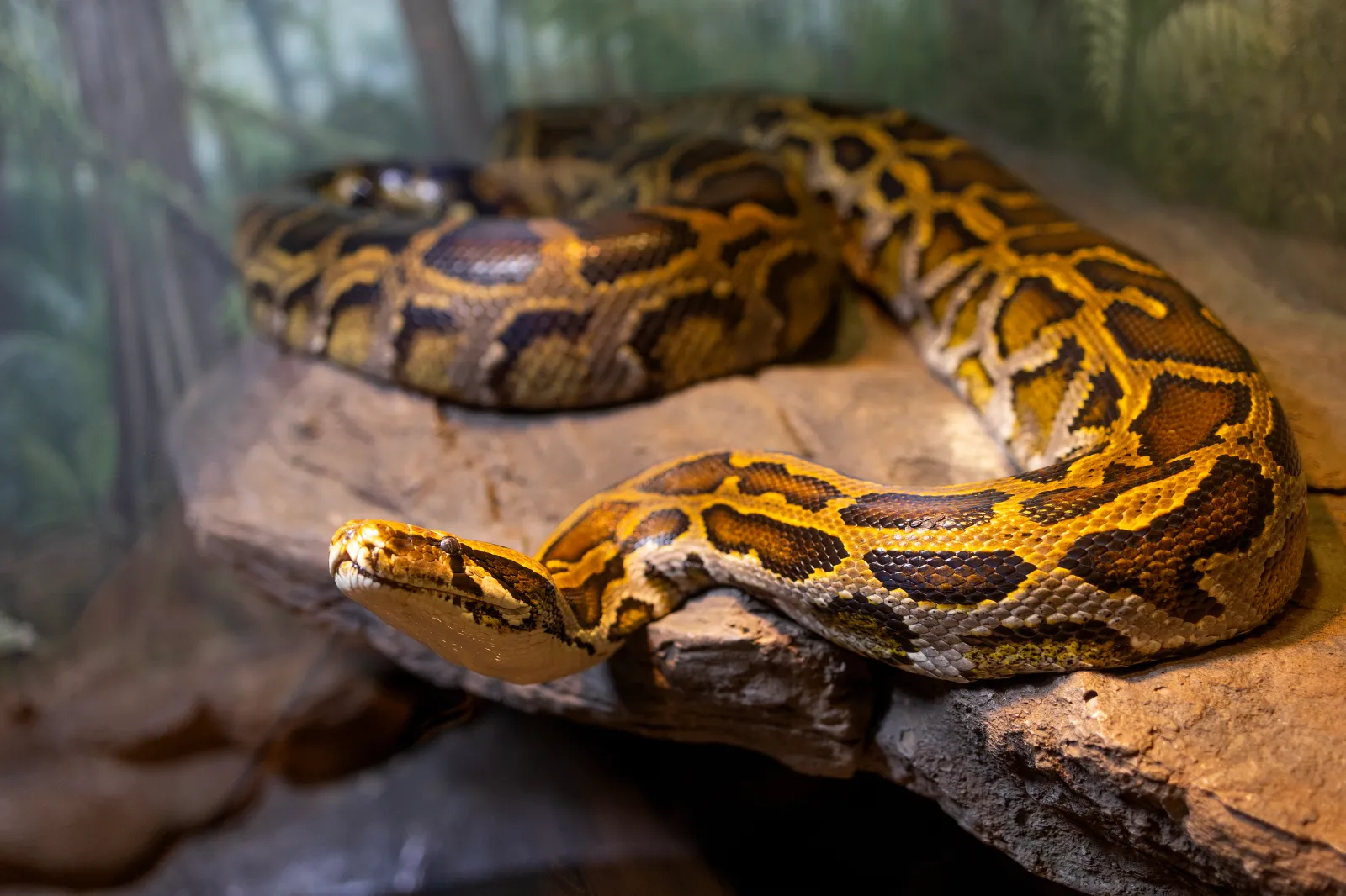 A Burmese python in its enclosure at the Bronx Zoo, February 21, 2024, in New York City.