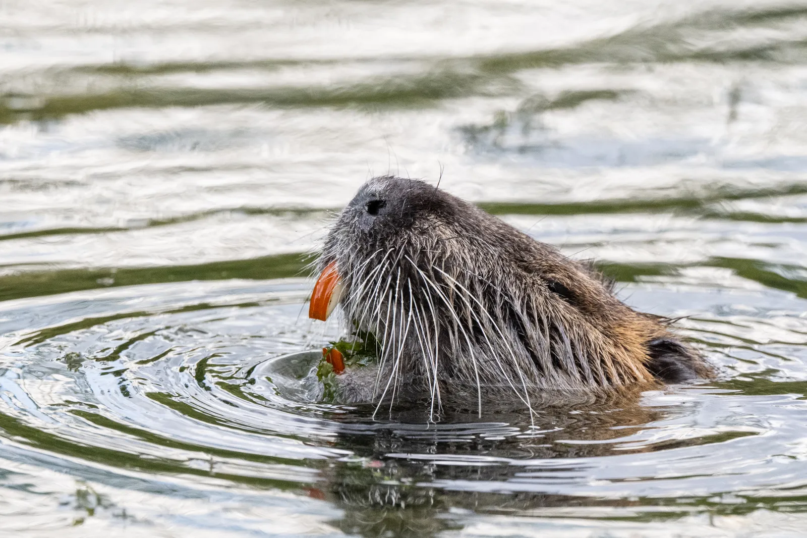 A nutria, a herbivorous semiaquatic rodent, at a lake of the Bois de Boulogne, western Paris, on July 30, 2025.