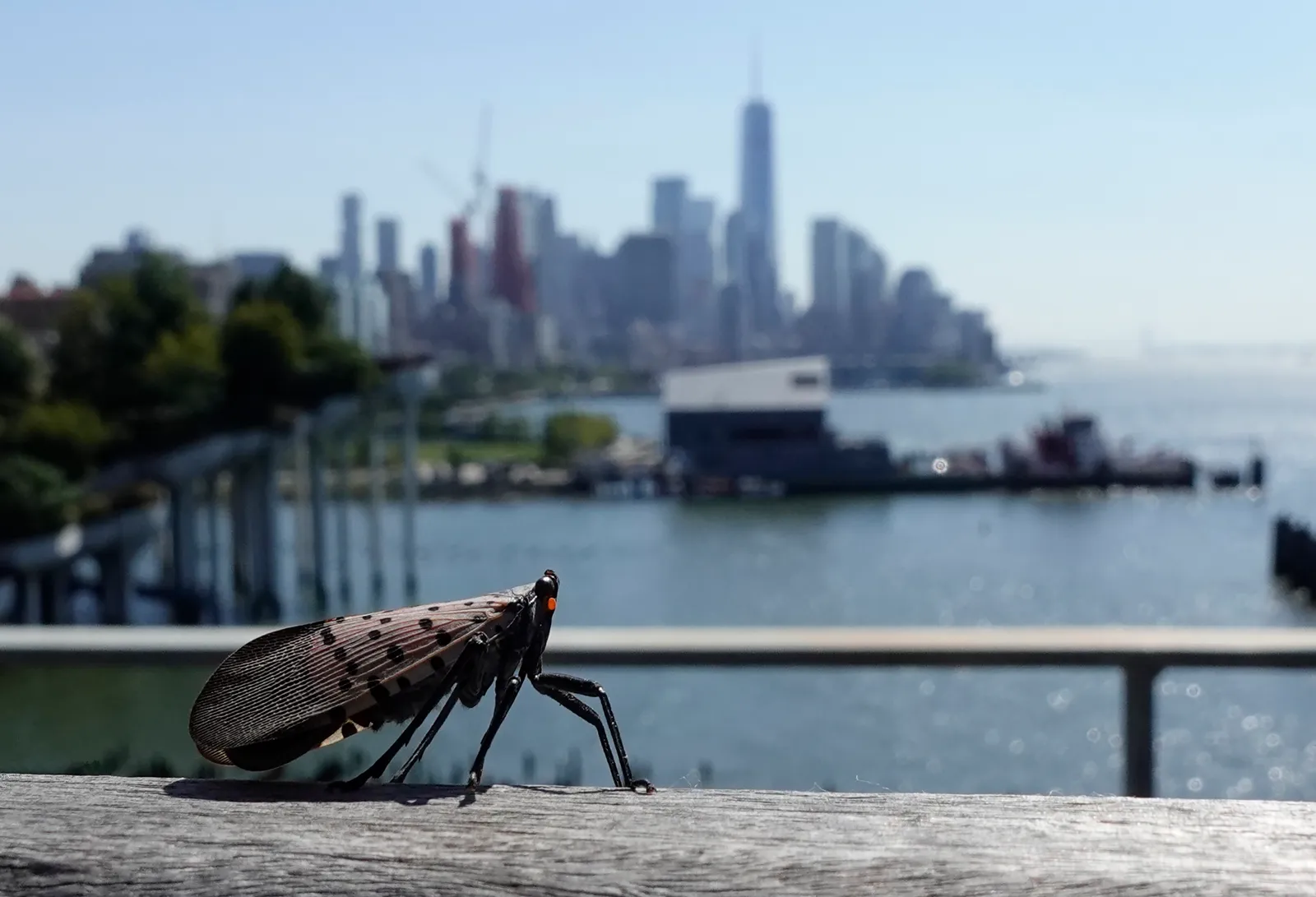A spotted lanternfly walks across a table at Pier 57 in front of the skyline of lower Manhattan and One World Trade Center on September 18, 2025, in New York City.