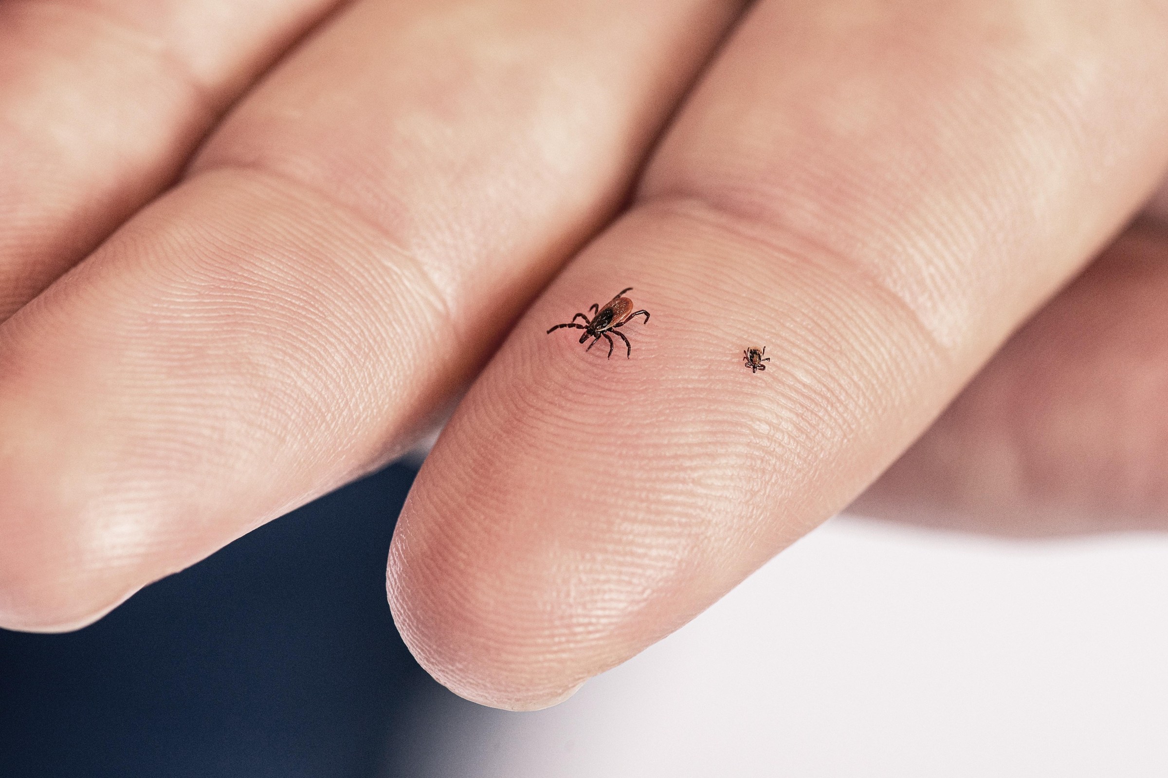 An adult tick and a nymph, shown on a person’s finger.