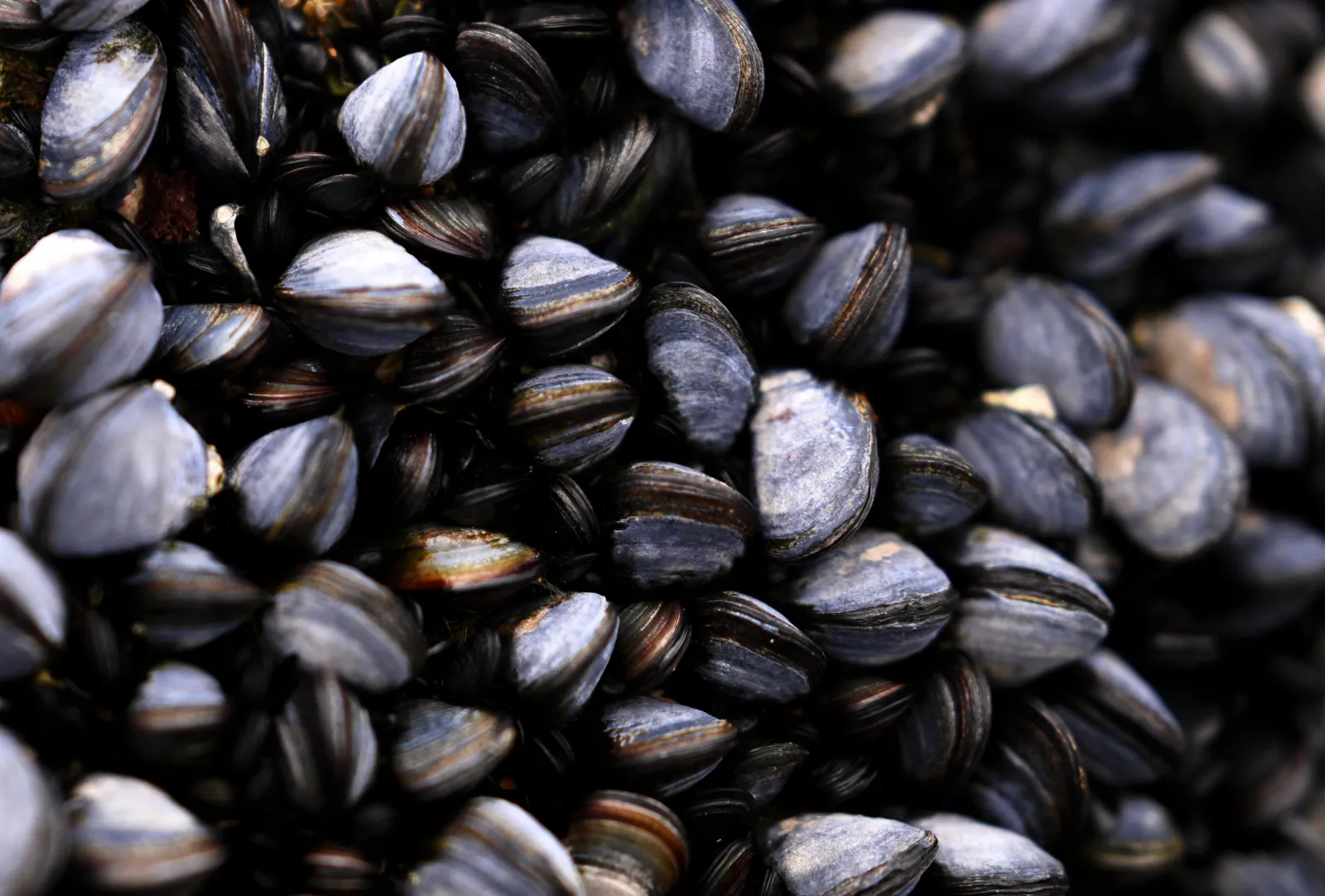Mussel shells at Trebarwith Strand Beach on April 20, 2026, in Trebarwith Strand, United Kingdom. (Photo by Harry Trump/Getty Images)