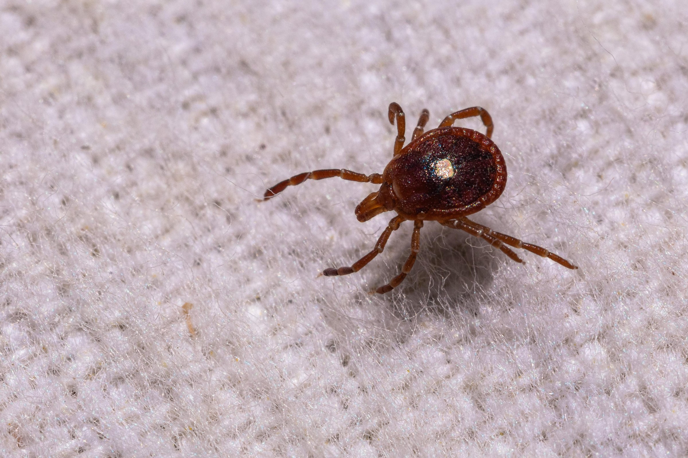 A brown adult tick, shown on white fabric.