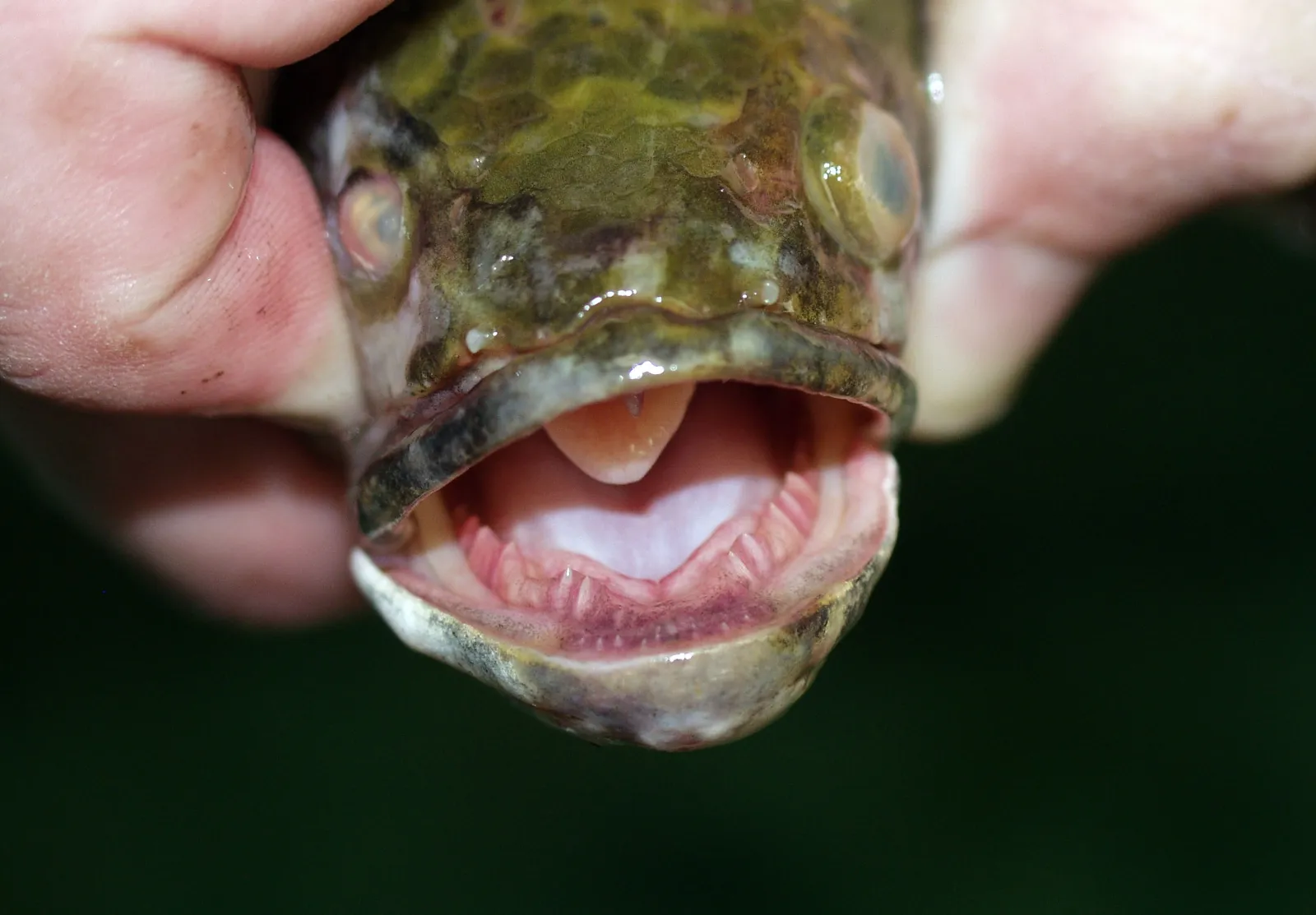A northern snakehead fish.