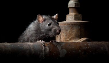 Rat-borne disease leaves one dead, another sickened in Berkeley