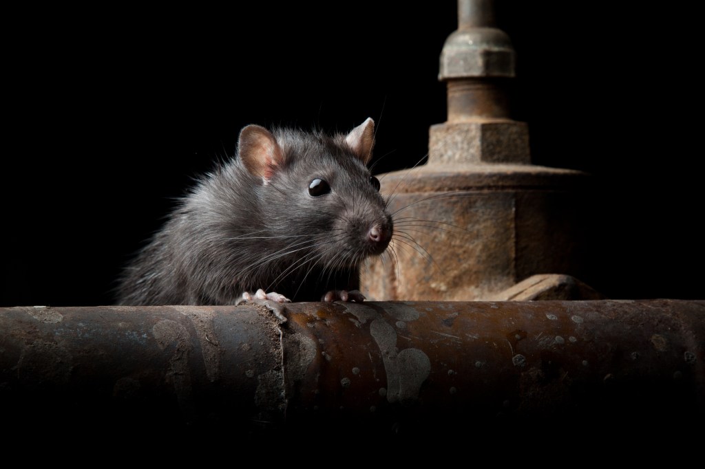 Rat-borne disease leaves one dead, another sickened in Berkeley