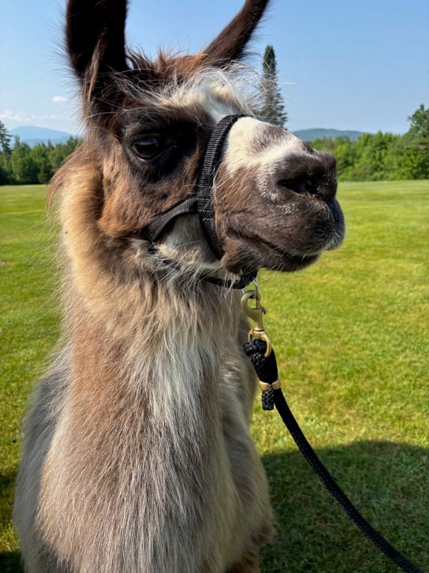 Believe it or not, llamas serve as caddies at the Mountain View Grand Golf Course in Whitefield, N.H. (Moira McCarthy photo)