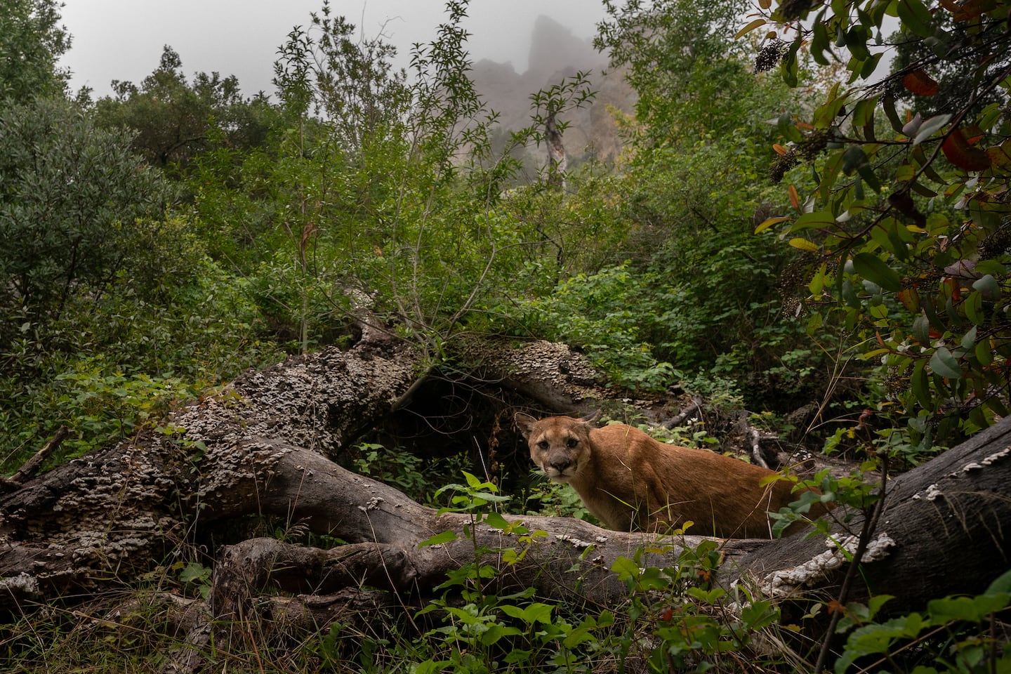 An uncollared mountain lion in the Santa Monica Mountains National Recreation Area in California on May 3, 2025.  