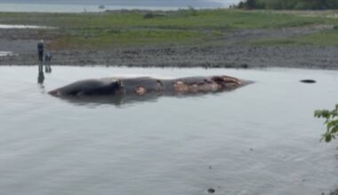 ‘Death traps for whales’: conservationists say ship speeds are leading cause of whale deaths