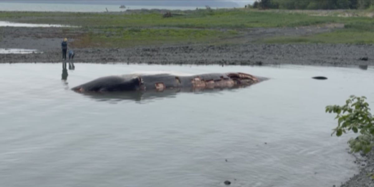 ‘Death traps for whales’: conservationists say ship speeds are leading cause of whale deaths