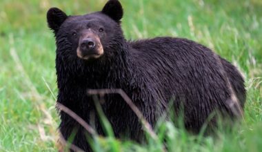 Black bear reported near Harwood neighborhood; sheriff’s office working with Game and Fish