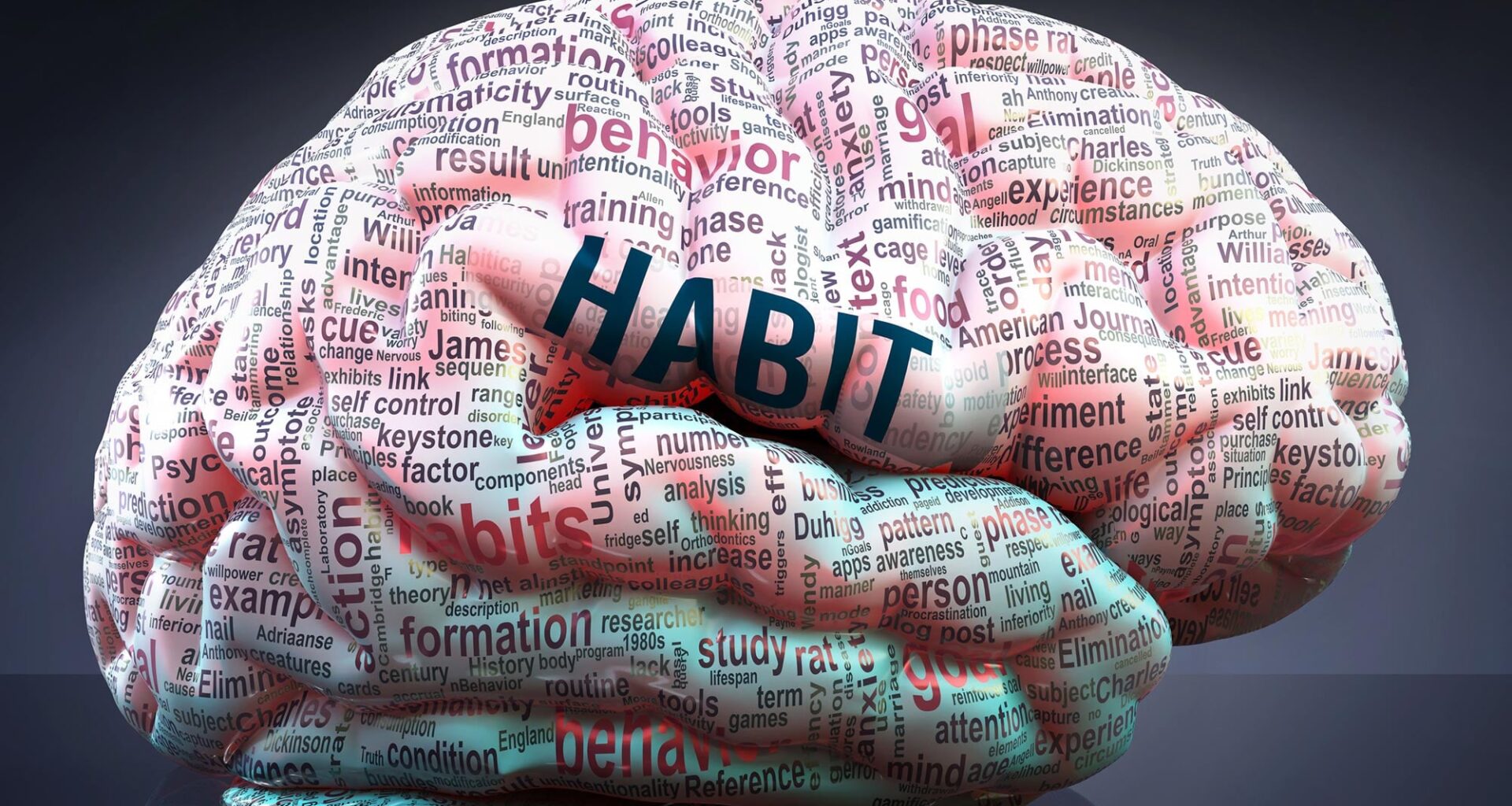Habit Human Brain