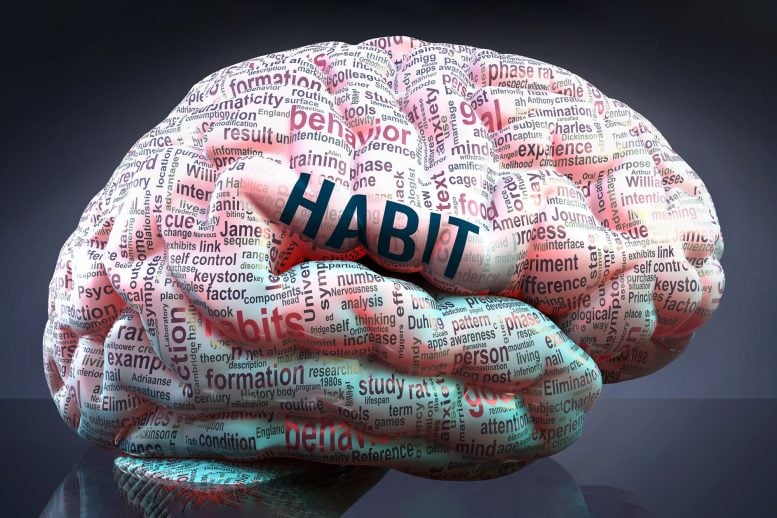 Habit Human Brain