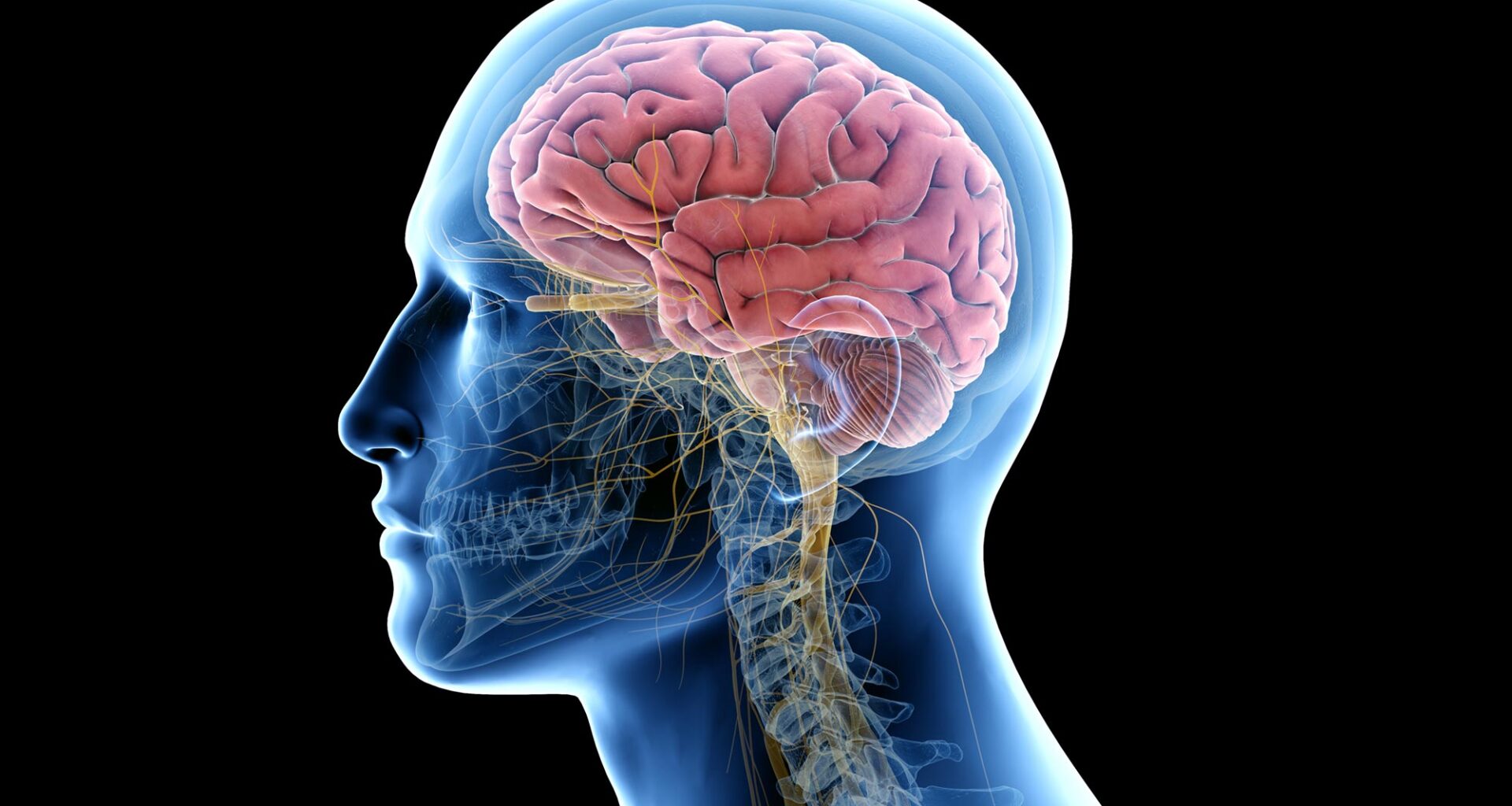 Human Anatomy 3D Brain Rendering