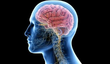 Human Anatomy 3D Brain Rendering