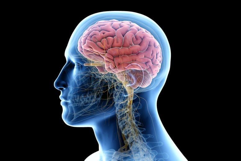 Human Anatomy 3D Brain Rendering