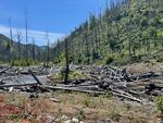 FILE - As seen on May 18, 2026, less than one year after its restoration, Quartz Creek is already finding new paths through the valley, and young trees are growing throughout.