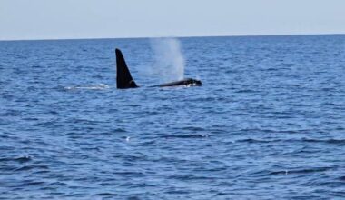 'Old Thom,' iconic solitary orca, spotted by Cape Cod fishermen
