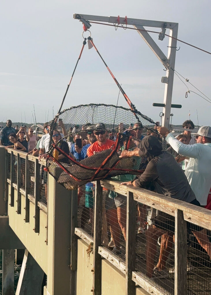 Bowser, a 172-pound loggerhead sea turtle hooked on a fishing line, is brought into the Navarre Beach Fishing Pier for rescue on June 7. Credit: Dennis Pillion/Inside Climate News