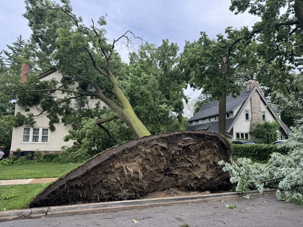 Heavy storms uprooted a tree near W. 115th Street and S. Lothair Ave. in Morgan Park on June 10, 2026.
