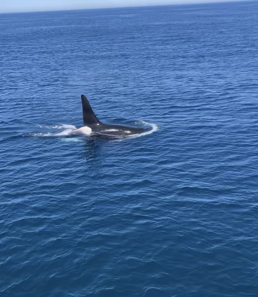 Cape Cod fishermen spot killer whale 'Old Thom': 'Don't see that every day'