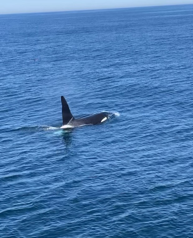 "Old Thom" was seen about 10 miles off Nantucket. (Shawn Deane Sureshot Charters photo)