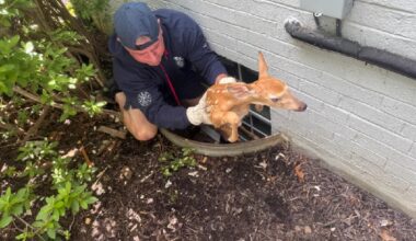 Fawn Rescued After Getting Stuck In Window Well