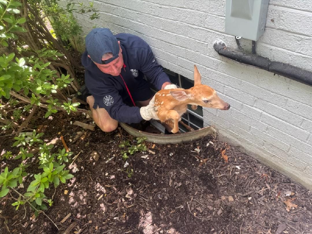 Fawn Rescued After Getting Stuck In Window Well