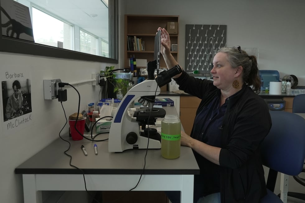 Drake University professor Claire Hruby looks at cyanobacteria, or blue-green algae, under a...
