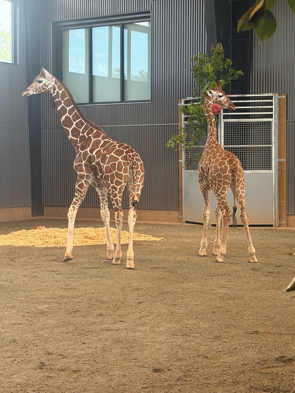 Two giraffe calves missing from Natural Bridge Zoo have been found.
