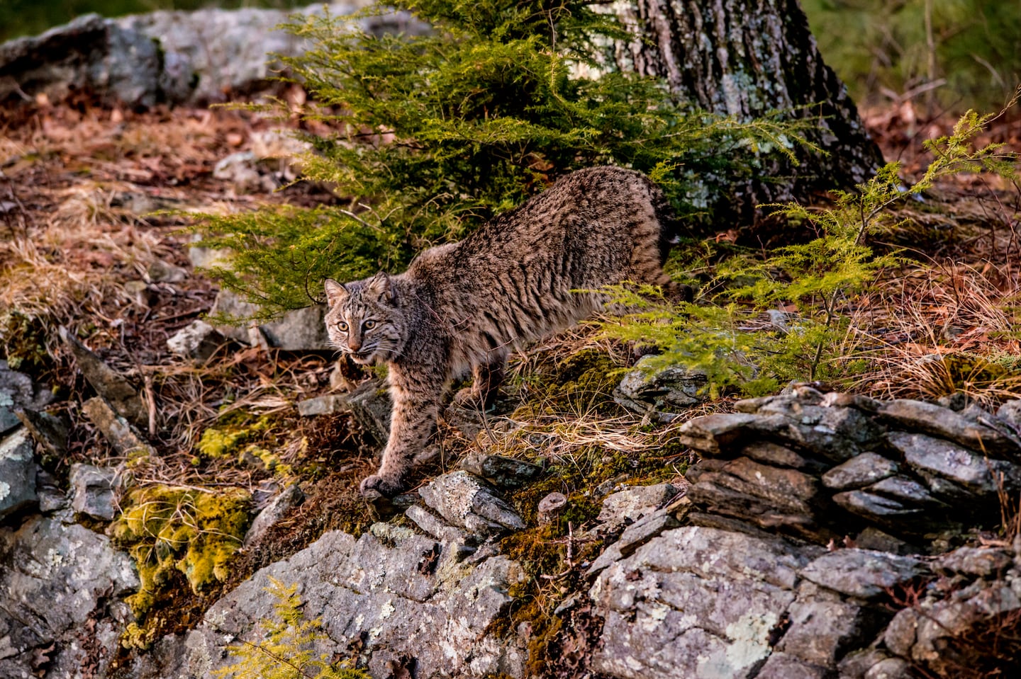This is also a bobcat.
