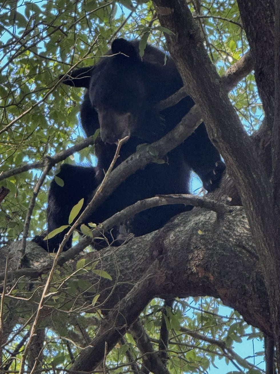 The Hartford Police Department said Alabama State Game Wardens handled the bear’s extraction...