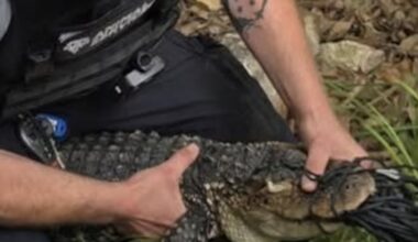 Young alligator captured at Jackson County’s Longview Lake marina