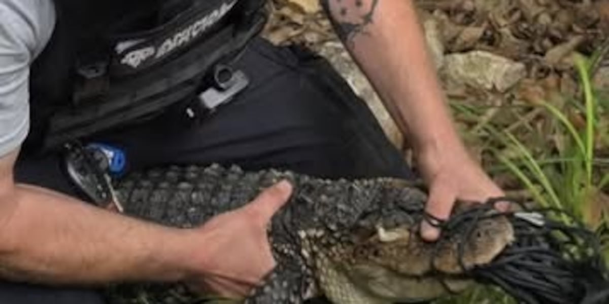 Young alligator captured at Jackson County’s Longview Lake marina