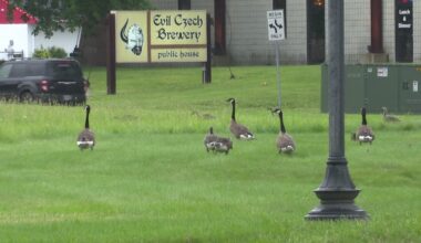 Mishawaka works to relocate Canada geese amid complaints about mess, safety