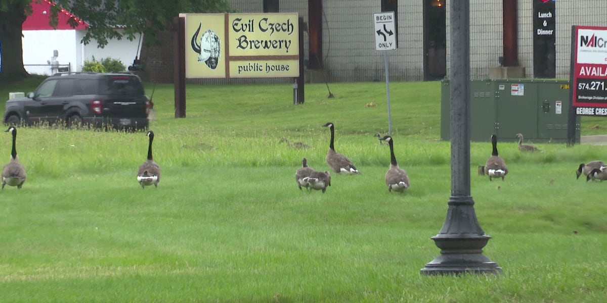 Mishawaka works to relocate Canada geese amid complaints about mess, safety