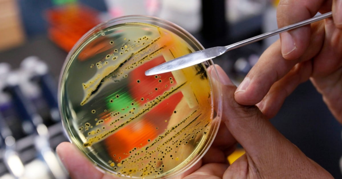 Canadian-led team of scientists discover new antibiotic hidden in decades-old bacterium - CTV News