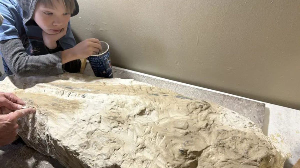 Boy staring at the unearthed fossil