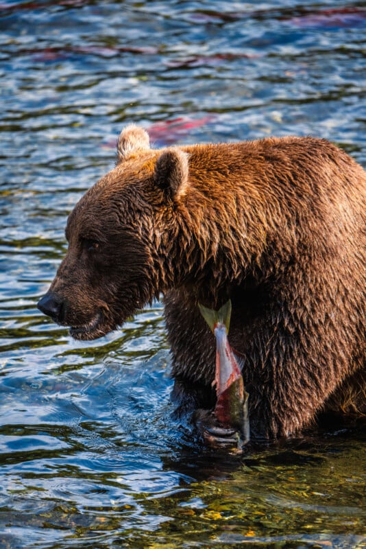 A brown bear standing in a river, holding a partially eaten fish in its paw. The water around is rippling and reflects light.