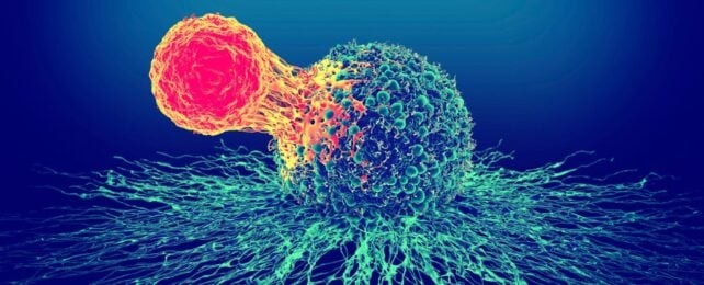 A bright colored cell attacking a cancer cell