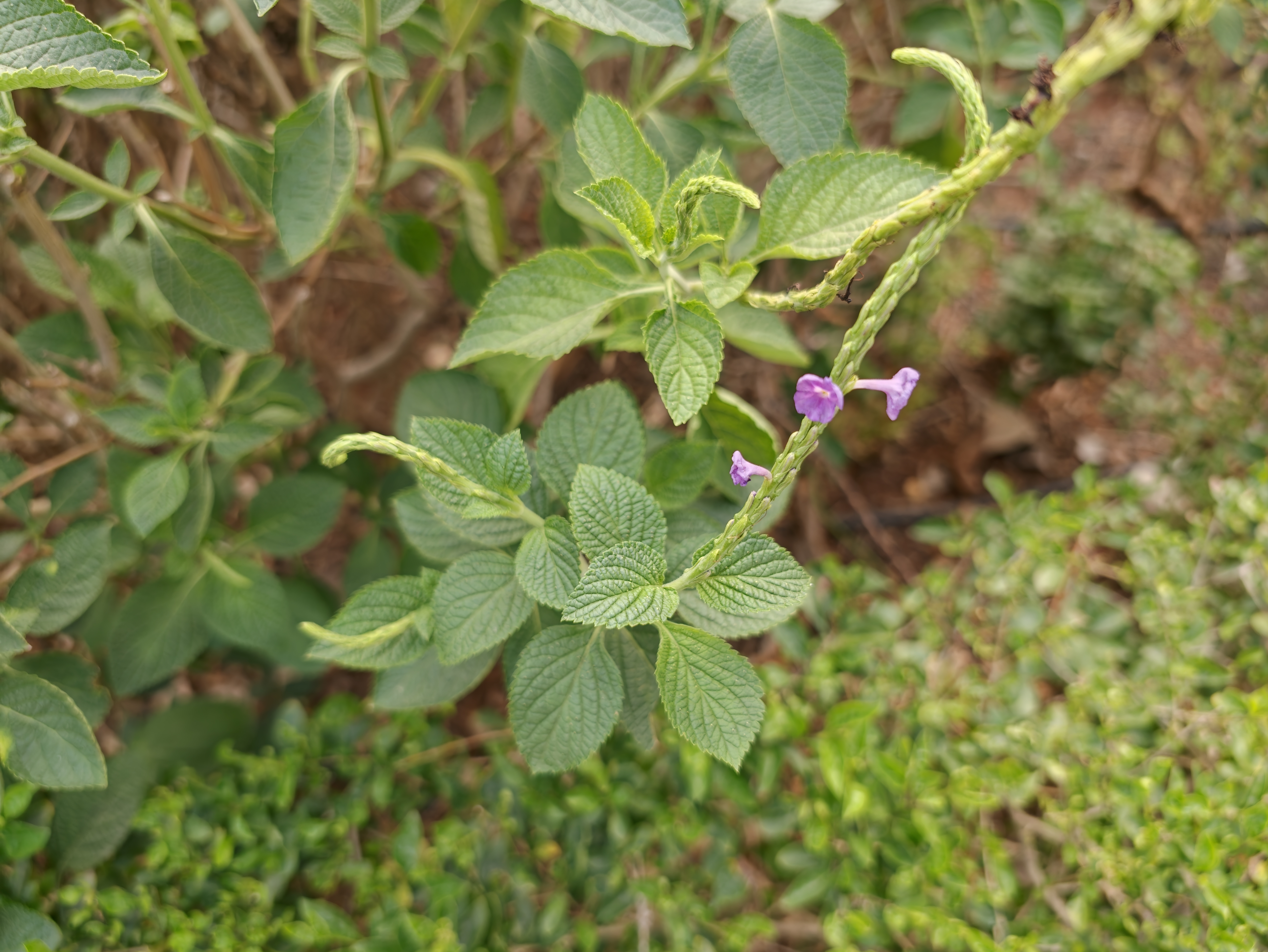 Pink flowers on green leaves shot on the Oppo Find X9 Ultra.