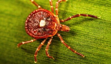 Life-threatening meat allergy caused by tick bites is on the rise. Here’s what you should know