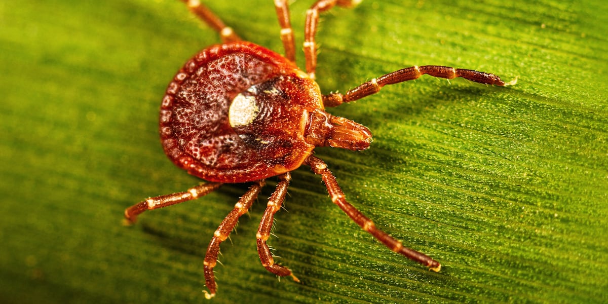 Life-threatening meat allergy caused by tick bites is on the rise. Here’s what you should know