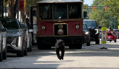 New Bern’s mascot makes unannounced downtown visit