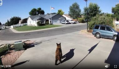 “This was not on my bingo card”: Black bear relocated after wandering through Grand Junction neighborhoods